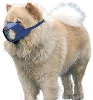 free kittens mississauga