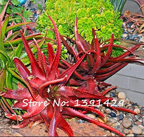 HOO PRODUCTS - Aloe Cameron!!! 100 Red Aloe Vera Seeds Rare Herbal Seeds Succulent Pots Plant Edible Organic Bonsai Flower Garden Planting Brand New !