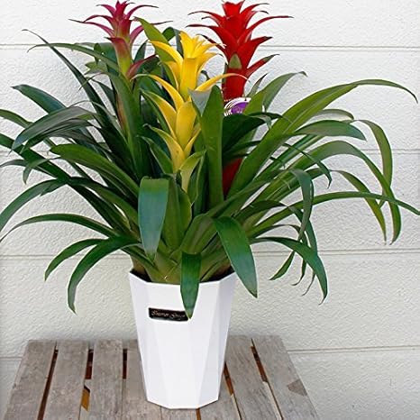 Amazon ハッピー ガーデン グズマニア 鉢植え ミックスカラー 3本立ち 鉢花 7号 白鉢 観葉植物 オンライン通販