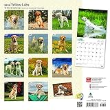 Image de Yellow Labrador Retrievers 2018 12 x 12 Inch Monthly Square Wall Calendar with Foil Stamped Cover, Animals Dog Breeds Retriever (Multilingual Edition)