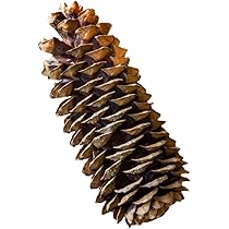 Park Hill Collection XBD81740 Sugar Pine Cones, 14-inch