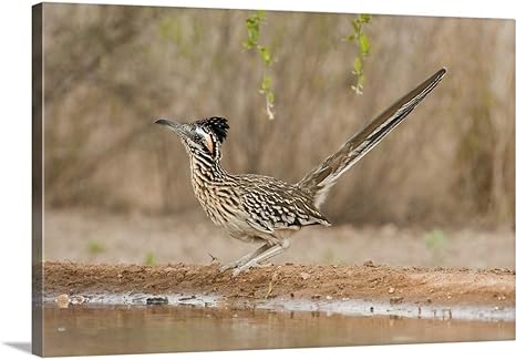 Amazon Sherry Zureyプレミアムシックラップキャンバス壁アート印刷題名オオミチバシリ オオミチバシリ 池をat 36 X 24 24 36x24 None アートフレーム ポスター オンライン通販