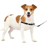 PetSafe Easy Walk Harness, No Pull Dog Harness, Black, Small | Patented Martingale Loop Gives Gradual Shoulder Pressure to Stop Pulling, Front-Chest Leash Clip Prevents Gagging