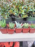 Jmbamboo-4 Different Aloe Plants - Easy to Grow/hard to Kill! - 3