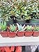 Jmbamboo-4 Different Aloe Plants - Easy to Grow/hard to Kill! - 3" Pots
