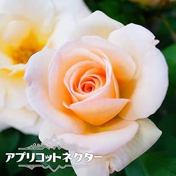 Amazon バラ苗 アプリコットネクター Ht 国産苗 大苗 6号ポット 四季咲き アンズ色 強香 強健 花