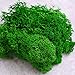 Bister 6.5oz Reindeer Moss Preserved 5 Assorted Colors for Fairy Gardens, Gift Packing, Dressing Potted Plants and More Crafts