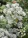 100 "poison" hemlock seeds conium maculatum wild-crafted natural