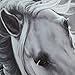 CaliTime Pack of 2 Soft Canvas Throw Pillow Covers Cases for Couch Sofa Home Decoration Vivid Wild Horses Print 18 X 18 inches White Horse