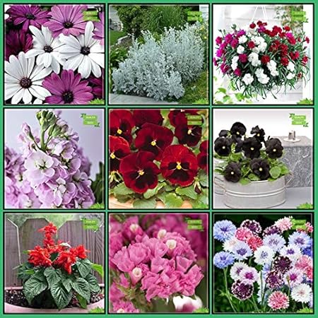 Creative Farmer Summer Combo Flower Seeds : Acrolinum Roseum, Cineraria-Silver Dust, Carnation Chaubad, Stocks Mammoth, Pansy-Swiss Giant, Pansy-Black, Salvia Elegans, Statica-Pacific Mixed, Cron Flower Fruit Seeds For Home Garden