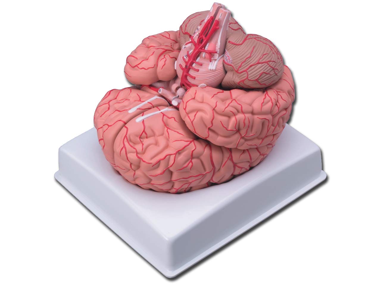Gima - Anatomical Model of Human Brain, with Arteries, Modular in 9 Parts, Magnification 1X โ image 1