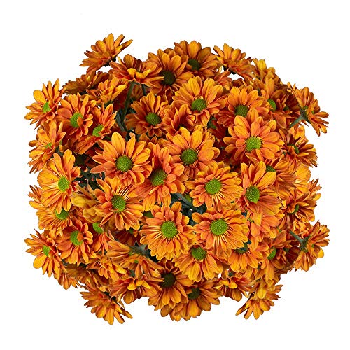 GlobalRose 72 Blooms of Bronze Daisy Pom Poms 18 Stems Fresh Flowers