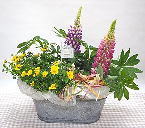 Amazon 花想久里 はなおくり ルピナス ２色 ビデンス の 寄せ籠 ブリキバスケット 鉢花 生 バレンタインデー 春らしい ルピナス と 小さい花 ナチュラル な可愛い ビデンス の 取り合わせ 人気 色々な フラワーギフト に 観葉植物 オンライン通販