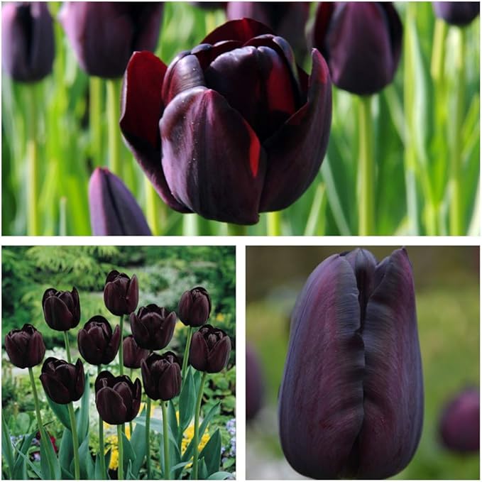 Humphreys Garden Tulip Bulbs 10 x Queen of The Night Bulbs Size 10/11