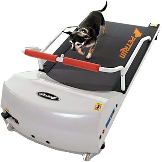 light grey fluffy cat