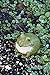 Evergreen Garden Cute Portly Frog Outdoor Statue and Secret Key Holder | Weatherproof and Outdoor Safe | Garden Sculpture | Porch Garage or Patio Home Decor | 6 Inches Tall
