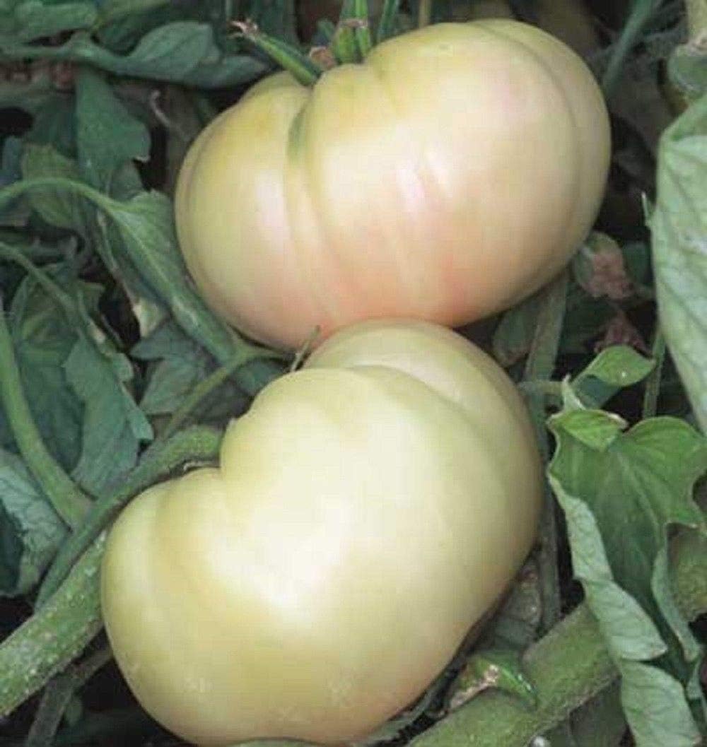 White Queen Tomato Seeds (20 Seed Pack) Garden & Outdoor