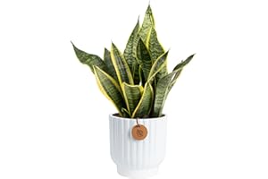 Costa Farms Snake Plant, Live Plant in Decorative Pot, Easy to Maintain, Air Purifying Succulent Indoor Houseplant Assorted Variety, Home, Room, or Office Décor, 12-20 Inches Tall