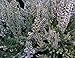 HEIRLOOM NON GMO Silver Knight Heather (Calluna Vulgaris) 25 seeds