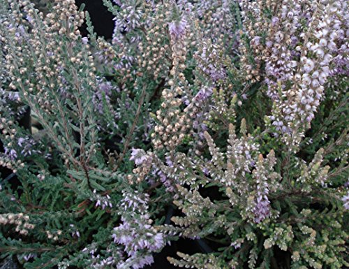 HEIRLOOM NON GMO Silver Knight Heather (Calluna Vulgaris) 25 seeds