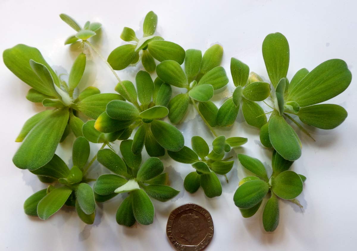 Uwoodtoys 10 X 2cm To 6cm Mixed Dwarf Water Lettuce | Desertcart Seychelles, image size:1200x845