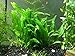 Aquatic Arts Java Fern - Huge 3 by 5 inch Mat with 30 to 50 Leaves - Live Aquarium Plant