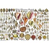 North American Seashells Educational Science Classroom Chart Print Poster 24x36