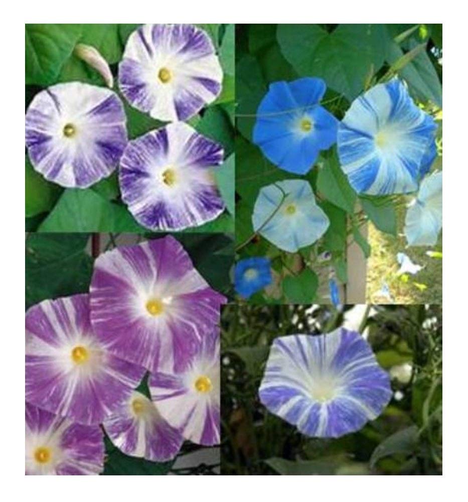 PREMIER SEEDS DIRECT - Morning Glory - Ipomoea - Flying Saucer Mix - 160 Seeds
