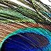 Joy Art Modern Giclee Canvas Prints Artwork the Peacock Picture Printed on Canvas Art for Wall Decor no frame