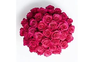 GlobalRose Fresh Cut Hot Pink Roses - 50 (2 Bundles of 25) Roses Fresh Bouquet for Birthday Anniversary Women's Day or Home Decor - Flowers Delivery Gift