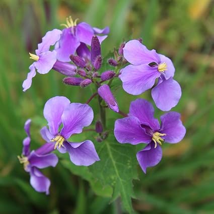Violet Fevrier Orchidee Graines 50 Violet Cresson Orychophragmus Fleur Beau Jardin Bonsai Balcon Fleur Orchidee Graines Amazon Fr Jardin