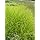 Carex muskingumensis - Palmwedel-Segge, 3 Pflanzen im 7/6