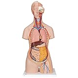 3B Scientific Classic Unisex Torso, 18-Part