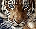 YEESAM ART Paint by Number Kits for Adults Kids - Majestic Tiger Sharp Eye 16x20 inch Linen Canvas (Without Frame)