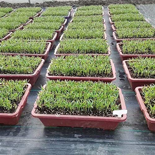 OriginA Garden Landscape Fabric Pro Commercial Weed Barrier Heavy Duty Driveway Gardening Mat Polypropylene Ground Cover Flower Vegetable Raised Beds Lawn Yard Landscaping Cloth Black, 6.5x100ft - Thumbnail 2
