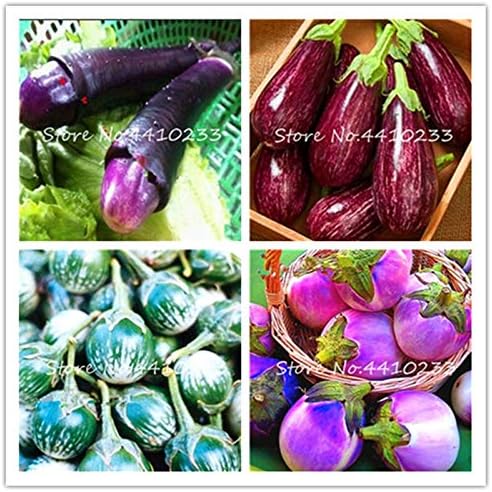 SVI Fresca 100pcs semillas de vegetales de la berenjena por un ...