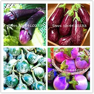 Kalash Nuevos 100pcs semillas de vegetales de la berenjena por un ...