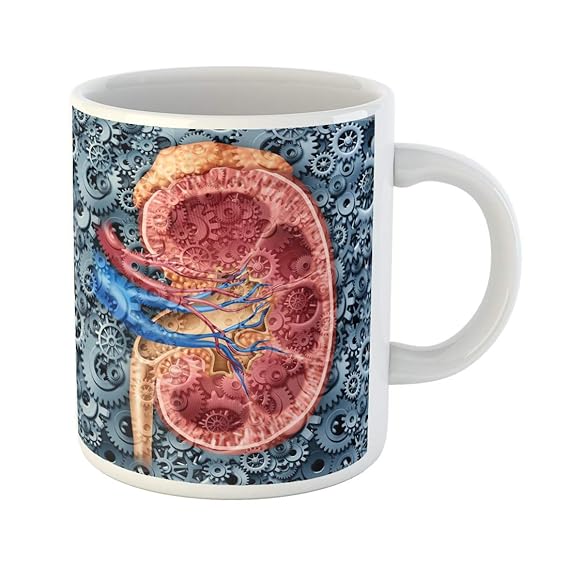 Amazon.com: Semtomn Funny Coffee Mug Human Kidney Function Medical Cross Section of the Inner ...