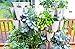 Greenstalk Huge 5 Tier Vertical Garden Planter with Patented Internal Watering System Great for Growing a Variety of Strawberries, Vegetables, Herbs, & Flowers (Chocolate Brown)