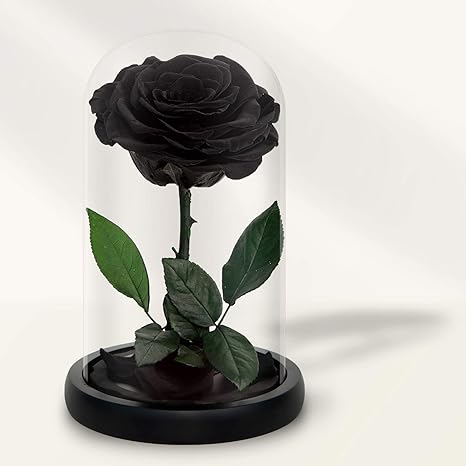 Amazon Com Preserved Roses In Glass Dome Long Lasting Black Roses Real Glass Flower Rose For Valentine S Day Christmas Mother S Day Birthday Anniversary Wedding Thanksgiving Kitchen Dining Amazon Com Preserved Roses In Glass Dome Long Lasting Black Roses Real Glass Flower Rose For Valentine S Day Christmas Mother S Day Birthday Anniversary Wedding Thanksgiving Kitchen Dining