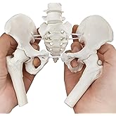 Merinden Movable Female Pelvis Model w/Elastic Two Movable Femur Heads and Joints, Mini Size Female Pelvic Anatomy Model for 
