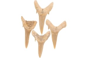 4pcs Shark Tooth Specimen Fossilized Shark Tooth Assorted Sharks Teeth Light Brown