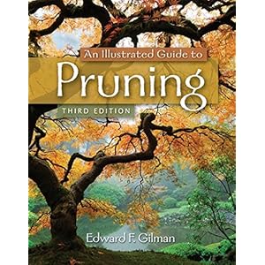 An Illustrated Guide to Pruning