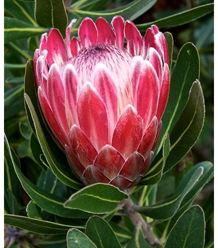 プロテア 速達 夏セール（Purpusorum）‼️26800-12800 Amazon.com : New Fresh 30pcs Orange Protea Flower Seeds Generic
