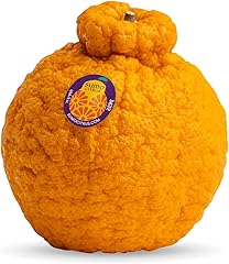 Sumo Citrus