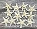 Real Starfish | 12 Real White Knobby Starfish 2