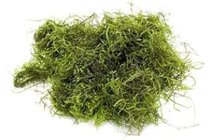 AQUAPLANTS Java Moss - Vesicularia dubyana (4x6 cm) - Live Aquarium Plant