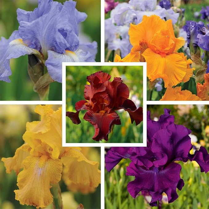 Iris Hardy SummerFlowering Bulbs, Ideal for Garden Borders, Mixed
