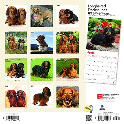 Longhaired Dachshunds 2019 12 x 12 Inch Monthly Square Wall Calendar, Animals Dog Breeds (Multilingual Edition)