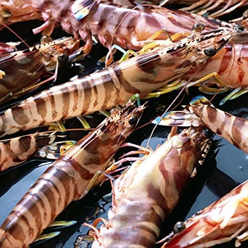 Amazon 活〆冷凍 車海老 車えび 250g 8 12尾 熊本県天草産 維和島 急速冷凍 加工場直送 刺身 新鮮 クルマエビ 食コレ エビ 通販